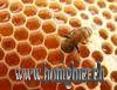 Bienenwaben__Bienenwachs