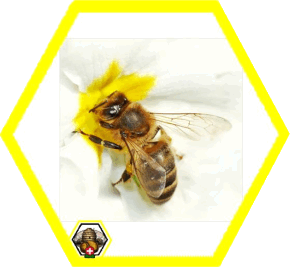 Schoene_bienen__Honigbier.ch_Honigpower